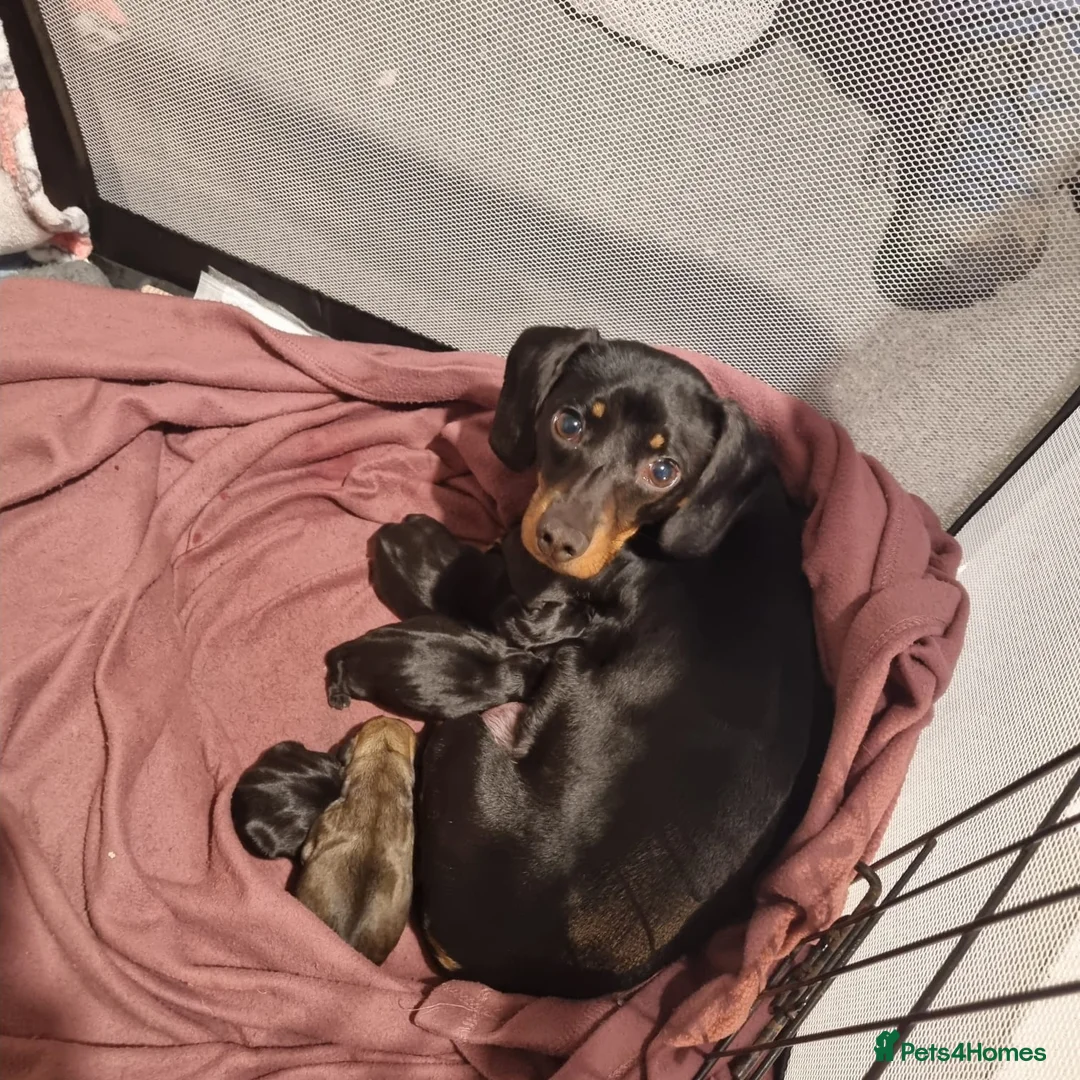 Mixed Breed dogs for sale: Beautiful litter of Daugs - Advert 1