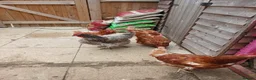 Hens poultry for sale: Backyard chickens - Advert 8