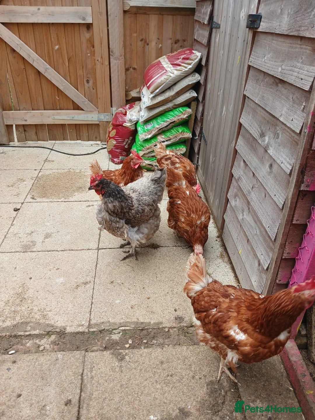 Hens poultry for sale: Backyard chickens - Advert 8