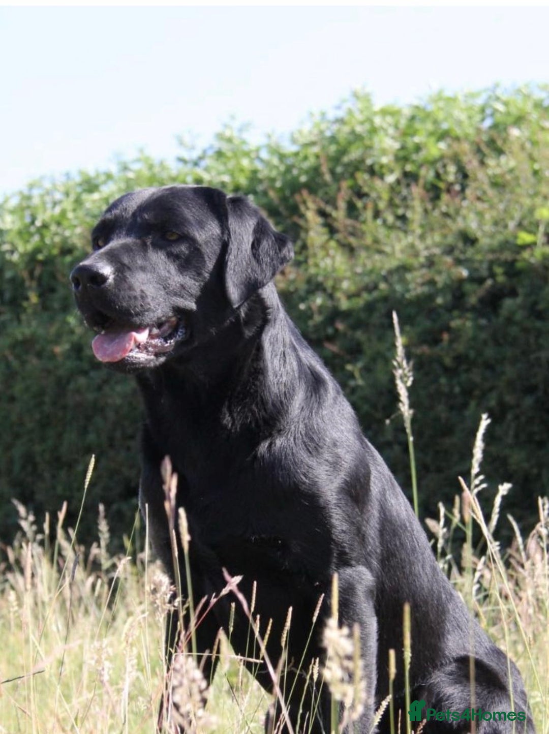 Labrador Retriever dogs for sale: Gorgeous Labrador puppies for sale  - Advert 5