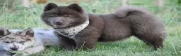 Chow Chow dogs for sale: Genuine chowski puppies  - Advert 12