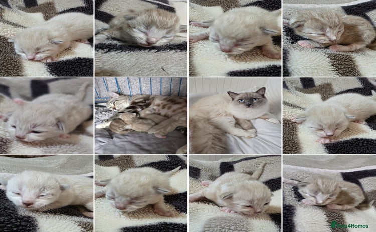 Mixed Breed cats Mixed kittens, Ragdoll x domestic cat 🐱😻😽👌 - Advert 13