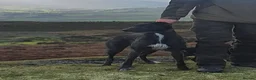 Lurcher dogs for sale: Stunning Lurcher puppies in Sheffield - Advert 2