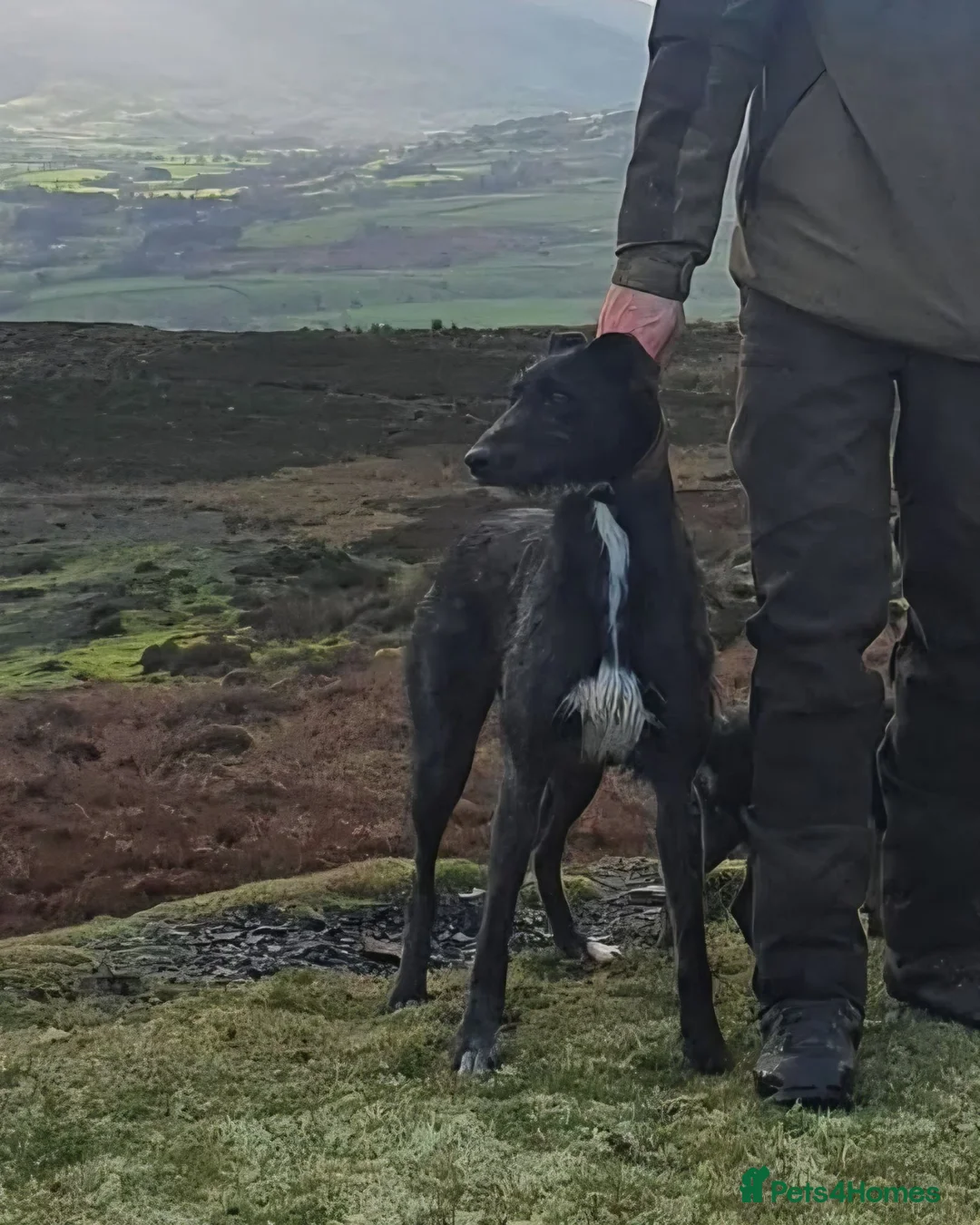 Lurcher dogs for sale: Stunning Lurcher puppies in Sheffield - Advert 2