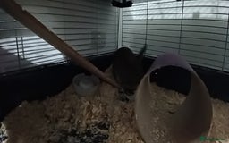 Mini Lop rabbits for sale: 2 brother bunnies - Advert 2