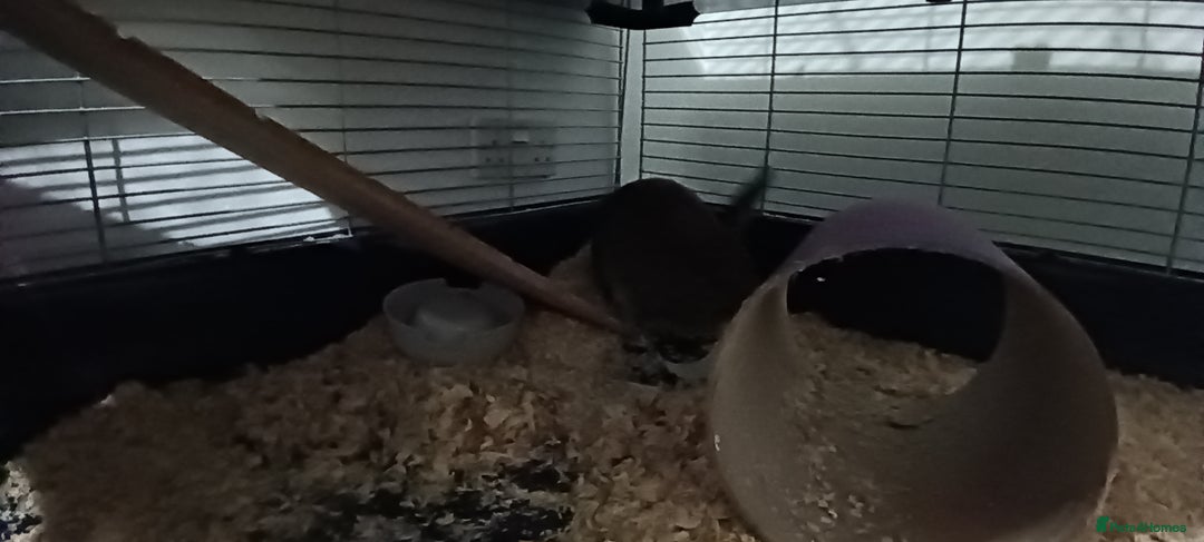 Mini Lop rabbits for sale: 2 brother bunnies - Advert 2