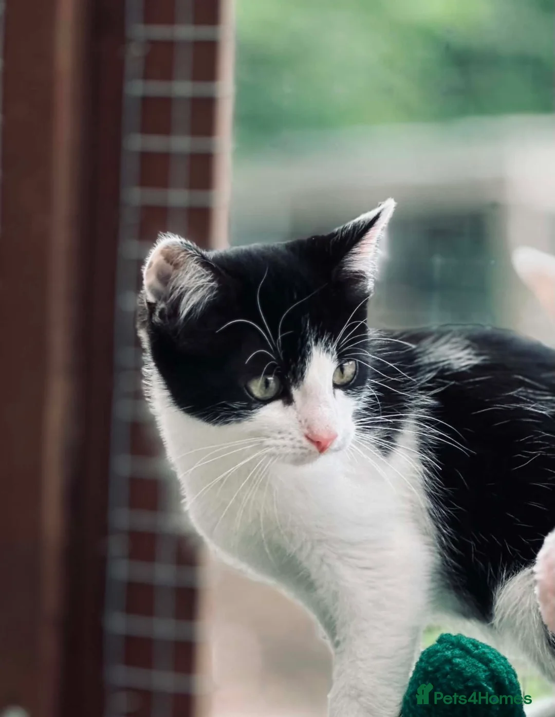 Mixed Breed cats for sale: Kittens - Brothers ‘Spot & Dot’  - Advert 2