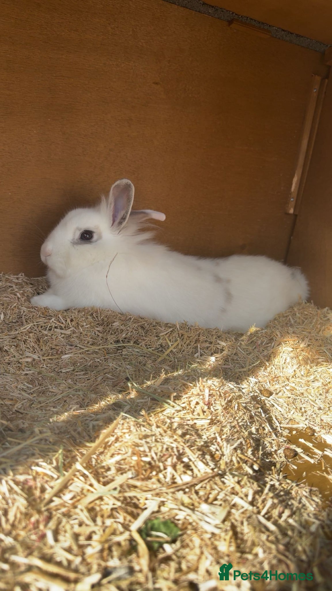 Mixed Breed rabbits 11 month female rabbit  - Advert 11