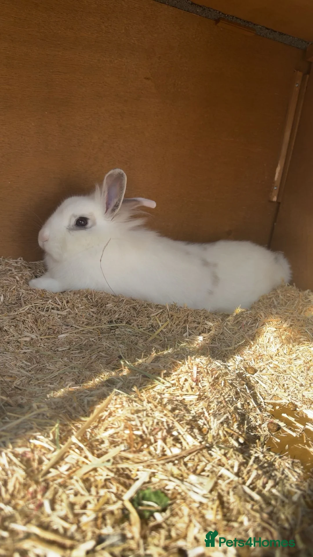 Mixed Breed rabbits for sale: 11 month female rabbit  - Advert 1