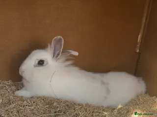 Mixed Breed rabbits 11 month female rabbit - Advert 11