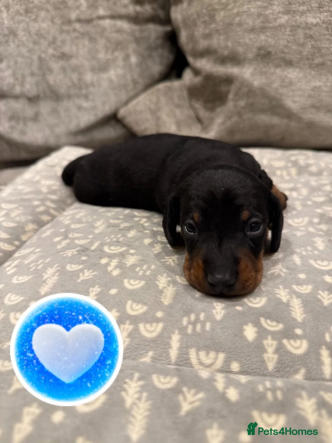 Miniature Dachshund dogs for sale: REDUCED Venus Rocket and Comet piebald dachshunds  - Advert 10