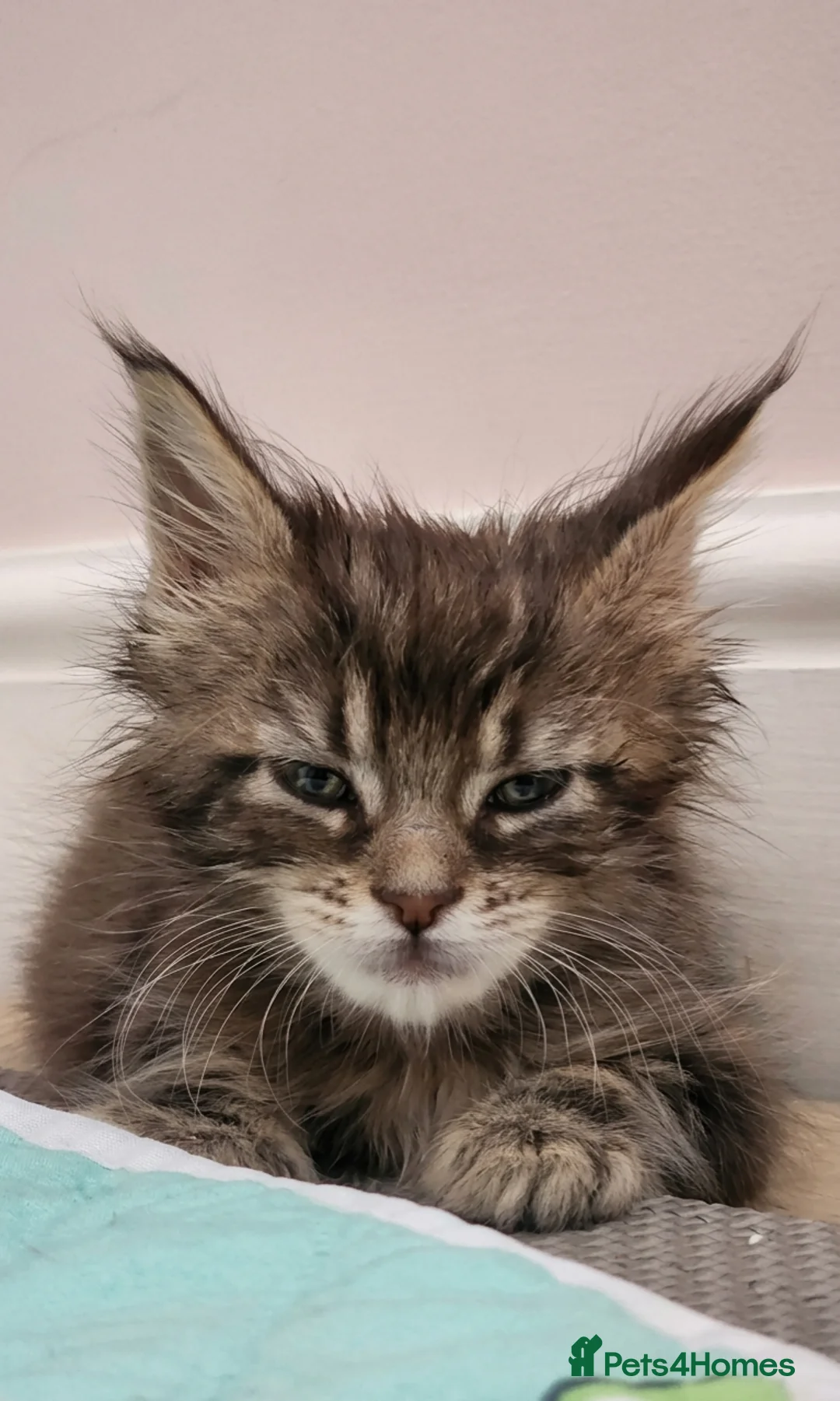 Maine Coon cats for sale: 💫💫Beautiful Maine Coon Kittens💫💫 - Advert 2
