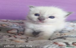 Ragdoll cats for sale: Adorable Ragdoll kittens - Image 2