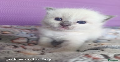 Ragdoll cats - Advert 4