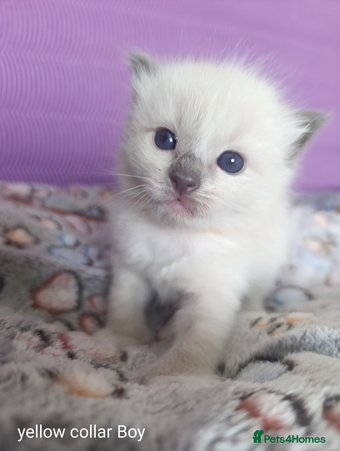 Ragdoll cats for sale: Adorable Ragdoll kittens - Image 2