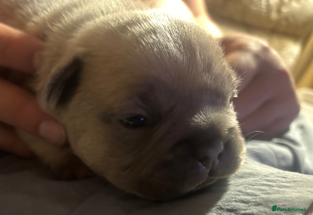 French Bulldog dogs for sale: French bulldogs  - Advert 13