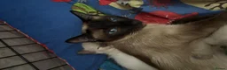 Siamese cats for sale: *female avaliable!* 5 Stunning Siamese Kittens - Advert 13