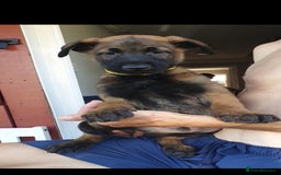 Belgian Shepherd Dog dogs for sale: Belgian Malinois.1girl and 1 boy left.Reduced £ in Peterborough - Image 16