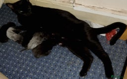 Mixed Breed cats for sale: 2 boys Turkish angora x  - Image 2
