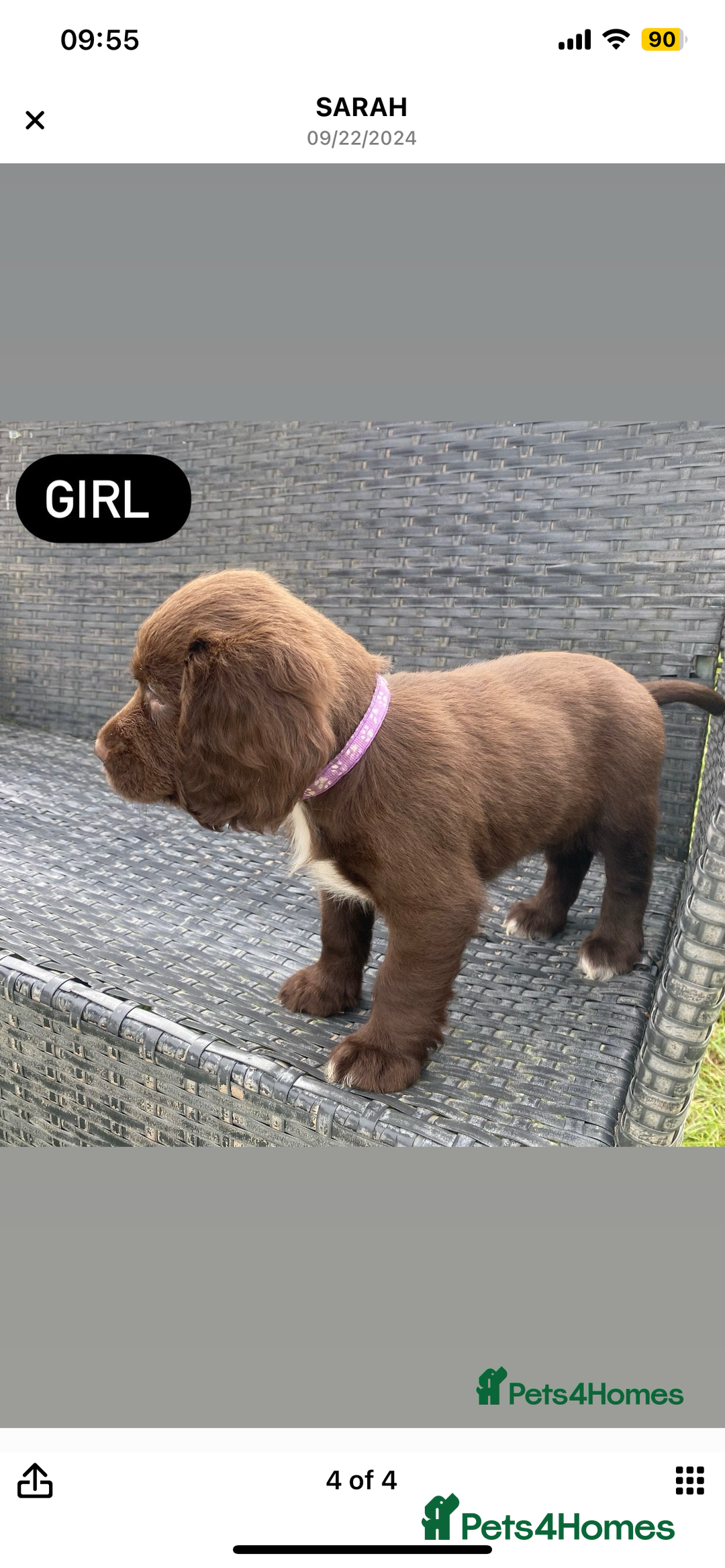 Sprocker dogs for sale: Last 2 girls available chocolate Sprockers - Image 27