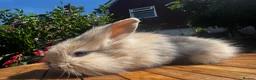 Mixed Breed rabbits for sale: Beautiful boys and girls looking for forever homes - Advert 5