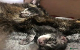Mixed Breed cats for sale: Maincoon cross kittens - Image 9