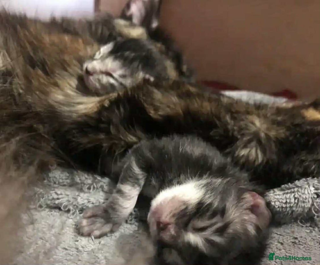 Mixed Breed cats for sale: Maincoon cross kittens - Image 9