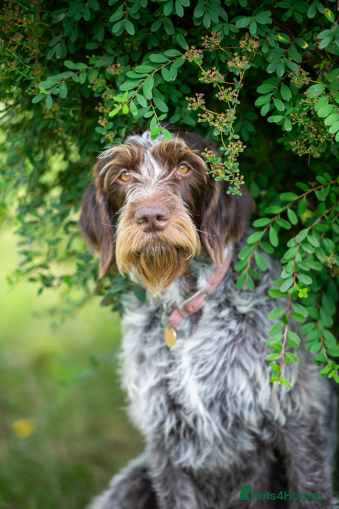 German Wirehaired Pointer dogs for sale: BEAUTIFUL CHUNKY KC REG GWP PUPS - Advert 1