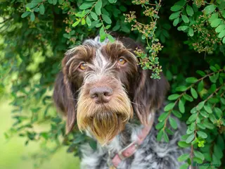German Wirehaired Pointer dogs BEAUTIFUL CHUNKY KC REG GWP PUPS - Advert 1