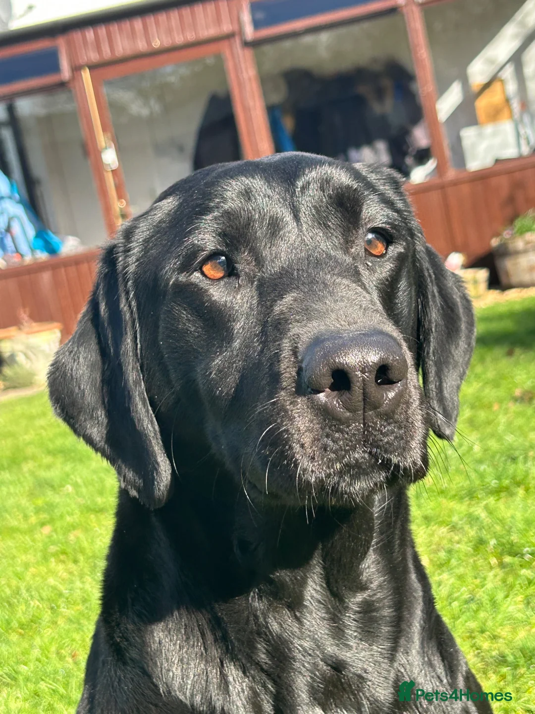 Labrador Retriever dogs for sale: 5 Year old black bitch - Advert 4