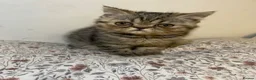Exotic cats for sale: Exotic Persians - Advert 17