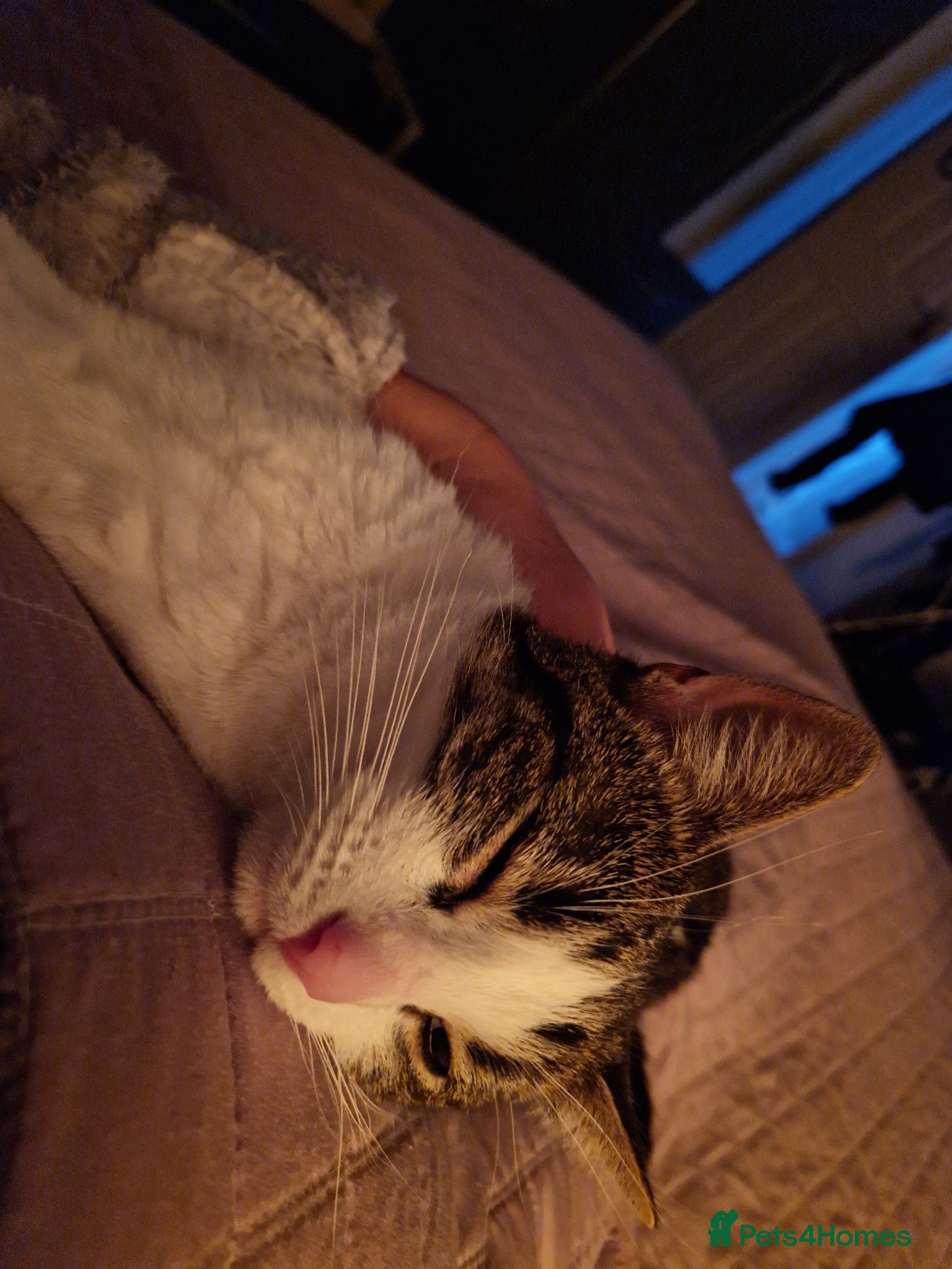 Domestic Shorthair cats for sale: Beaux in Wellingborough - Advert 5