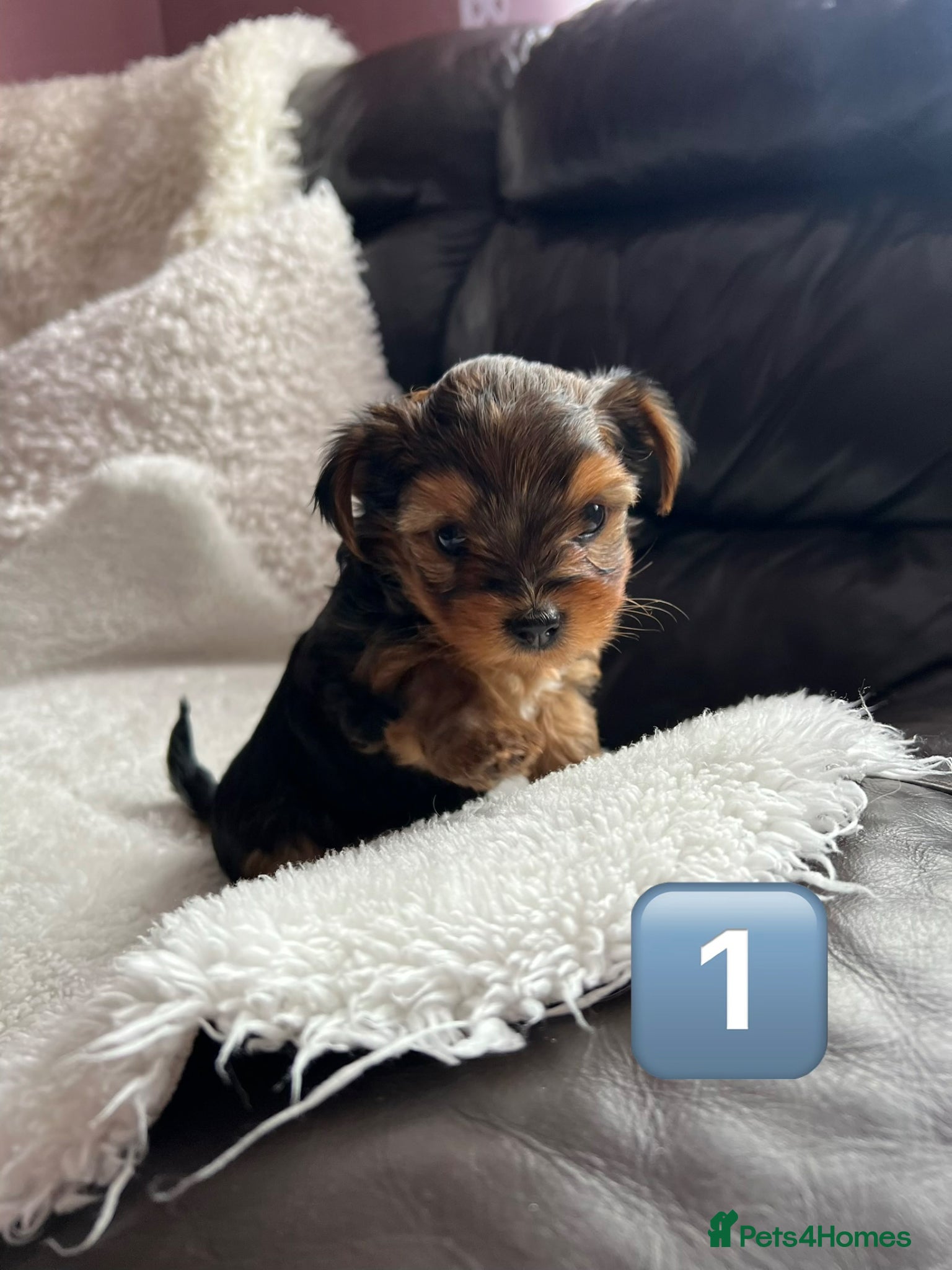 Yorkshire Terrier dogs LAST GIRL LEFT! Beautiful Yorkshire Terrier Puppy  - Advert 6