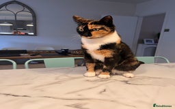 Mixed Breed cats for sale: Heavy heart re-homing  - Image 7