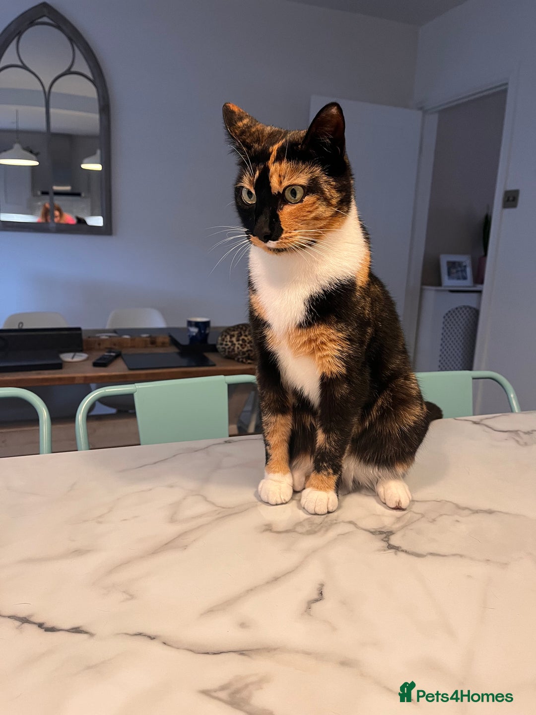 Mixed Breed cats for sale: Heavy heart re-homing  - Image 7