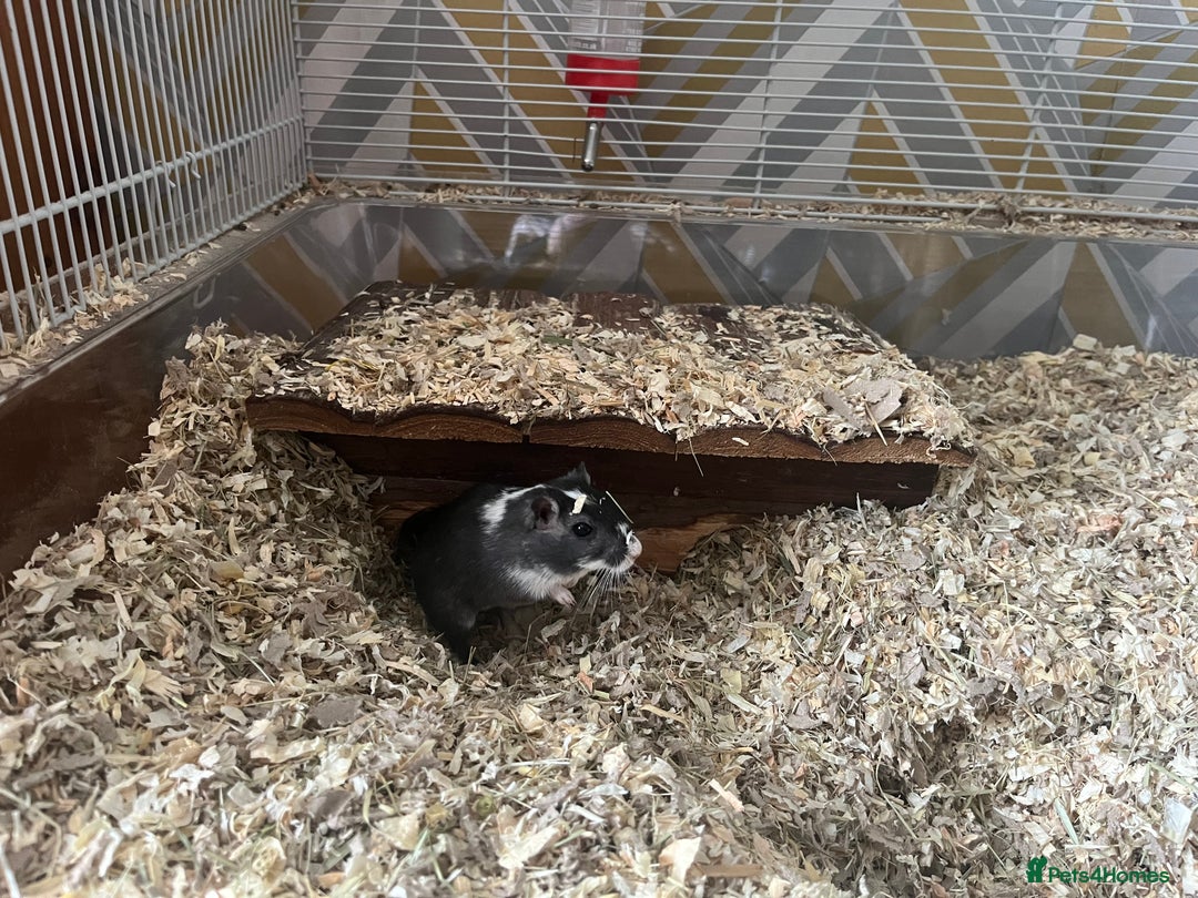 Gerbil rodents for sale: 2x Male Gerbils + setup - Advert 2