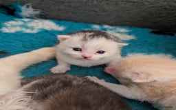 Maine Coon cats for sale: Maine coon X kittens  - Image 5