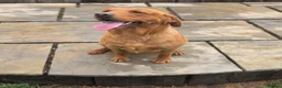 Labrador Retriever dogs for sale: 1 BEAUTIFUL FOX RED KC GIRL  - Advert 6
