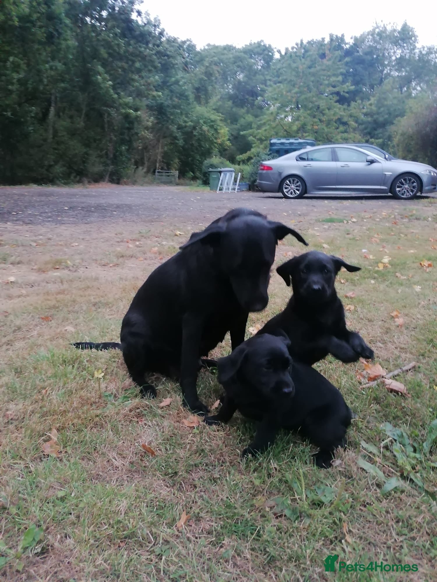 Labrador Retriever dogs Gorgeous black Labrador puppies - Advert 1
