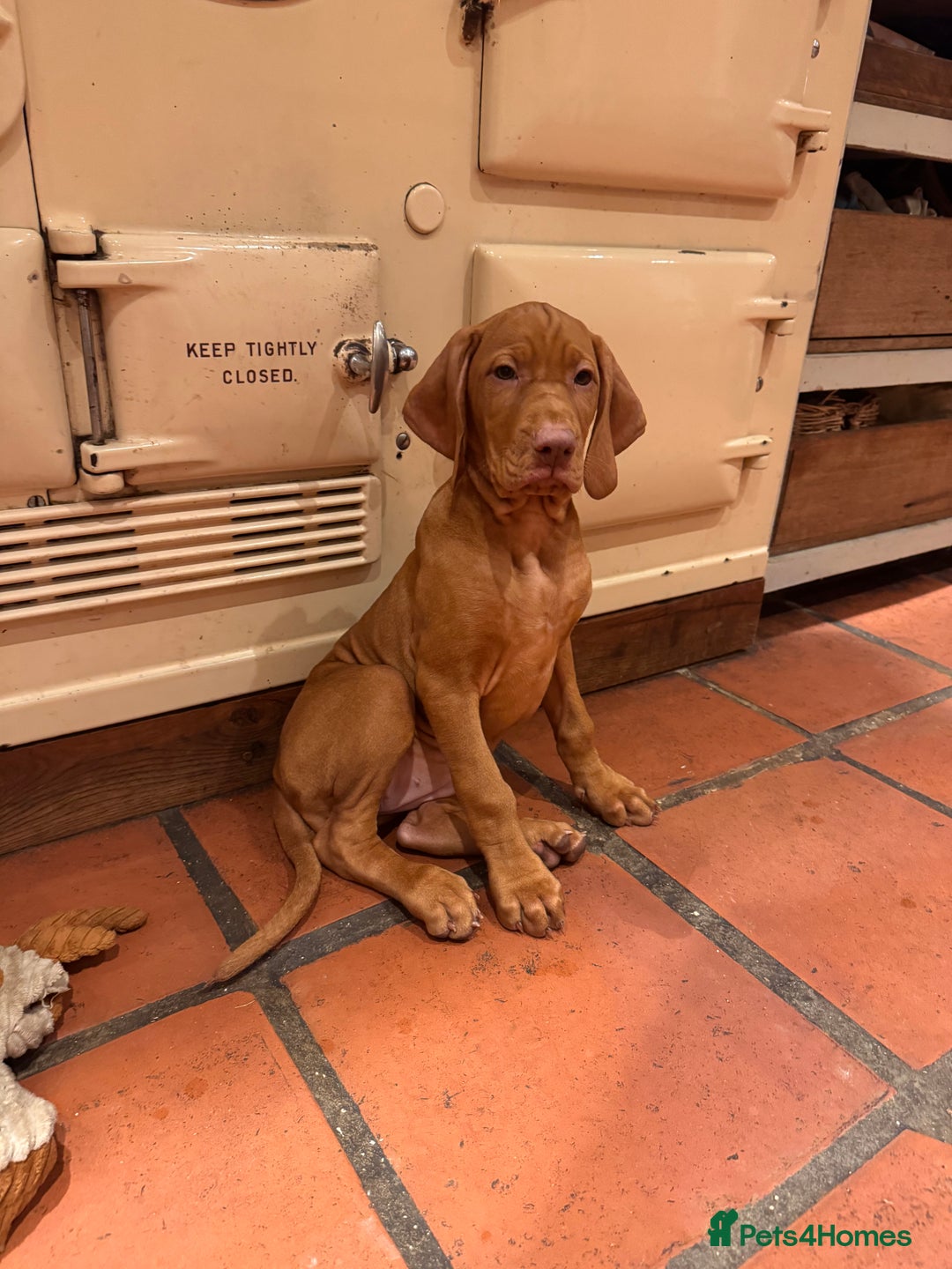 Hungarian Vizsla dogs for sale: Hungarian Vizsla  - Advert 8