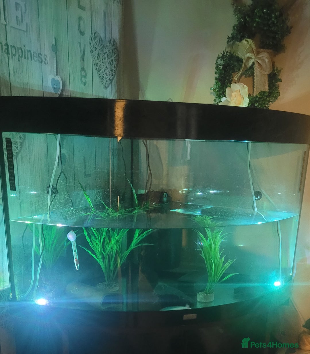 Axolotl reptiles for sale: 2 Axolotl  - Image 3