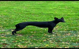 Whippet dogs for sale: 🐾 KC Registered Black Whippet Puppies 🐾 - Image 33