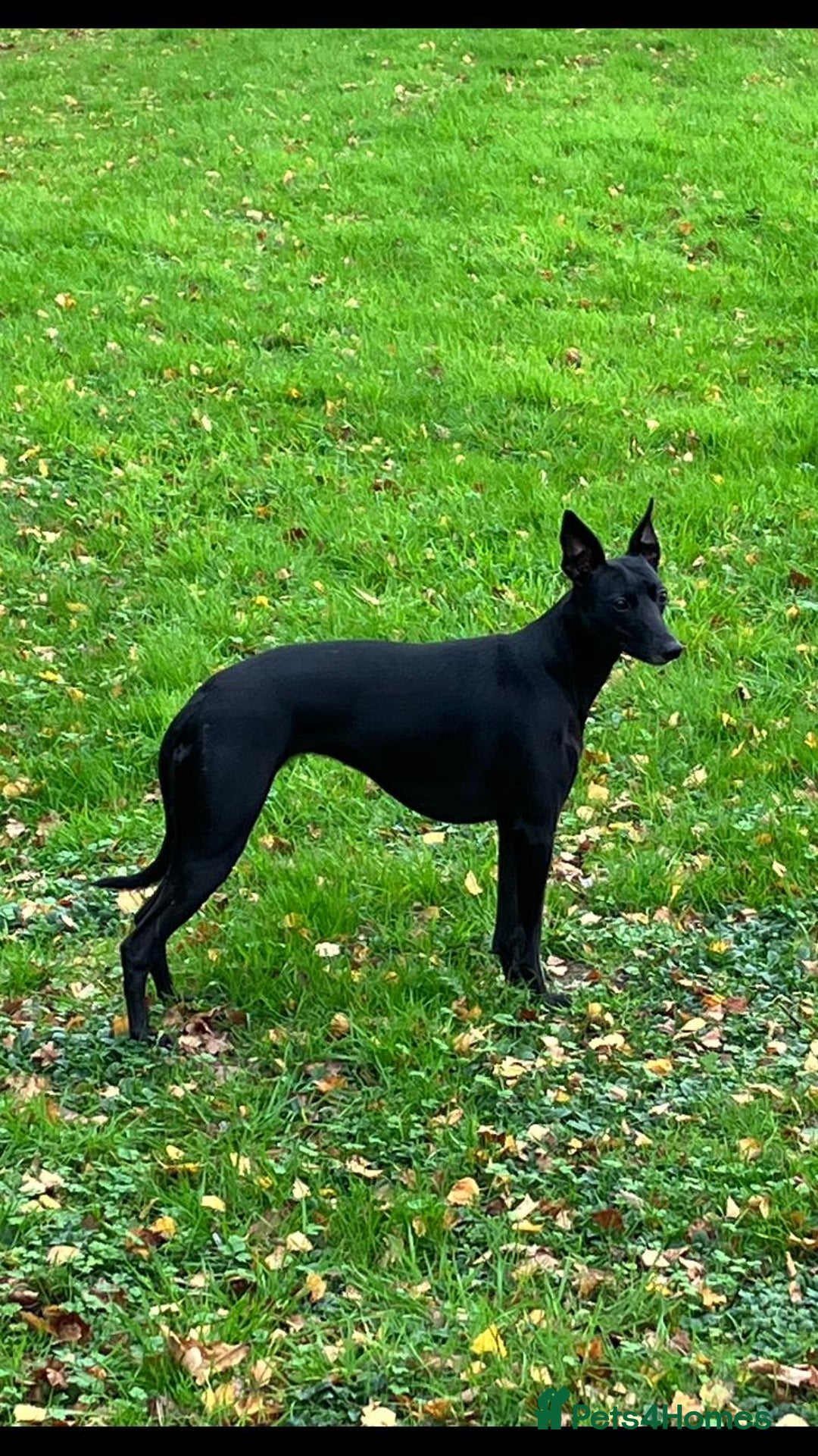 Whippet dogs for sale: 🐾 KC Registered Black Whippet Puppies 🐾 - Image 33