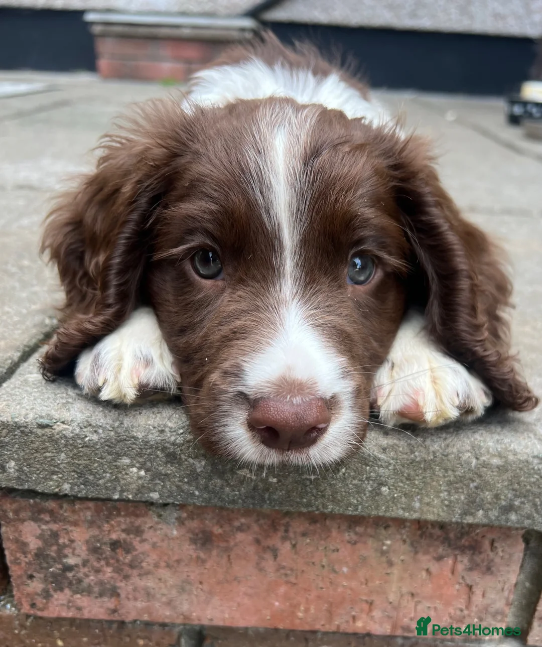 Sprocker dogs for sale: Working Sprocker Puppy - Advert 2