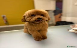 Toy Poodle dogs for sale: Toy Poodle - Image 2