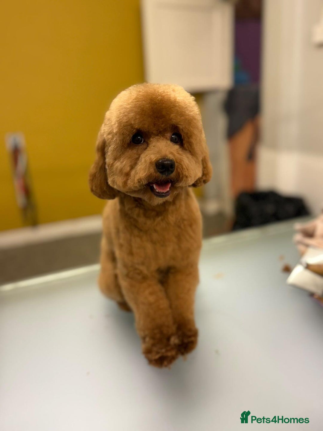 Toy Poodle dogs for sale: Toy Poodle - Image 2
