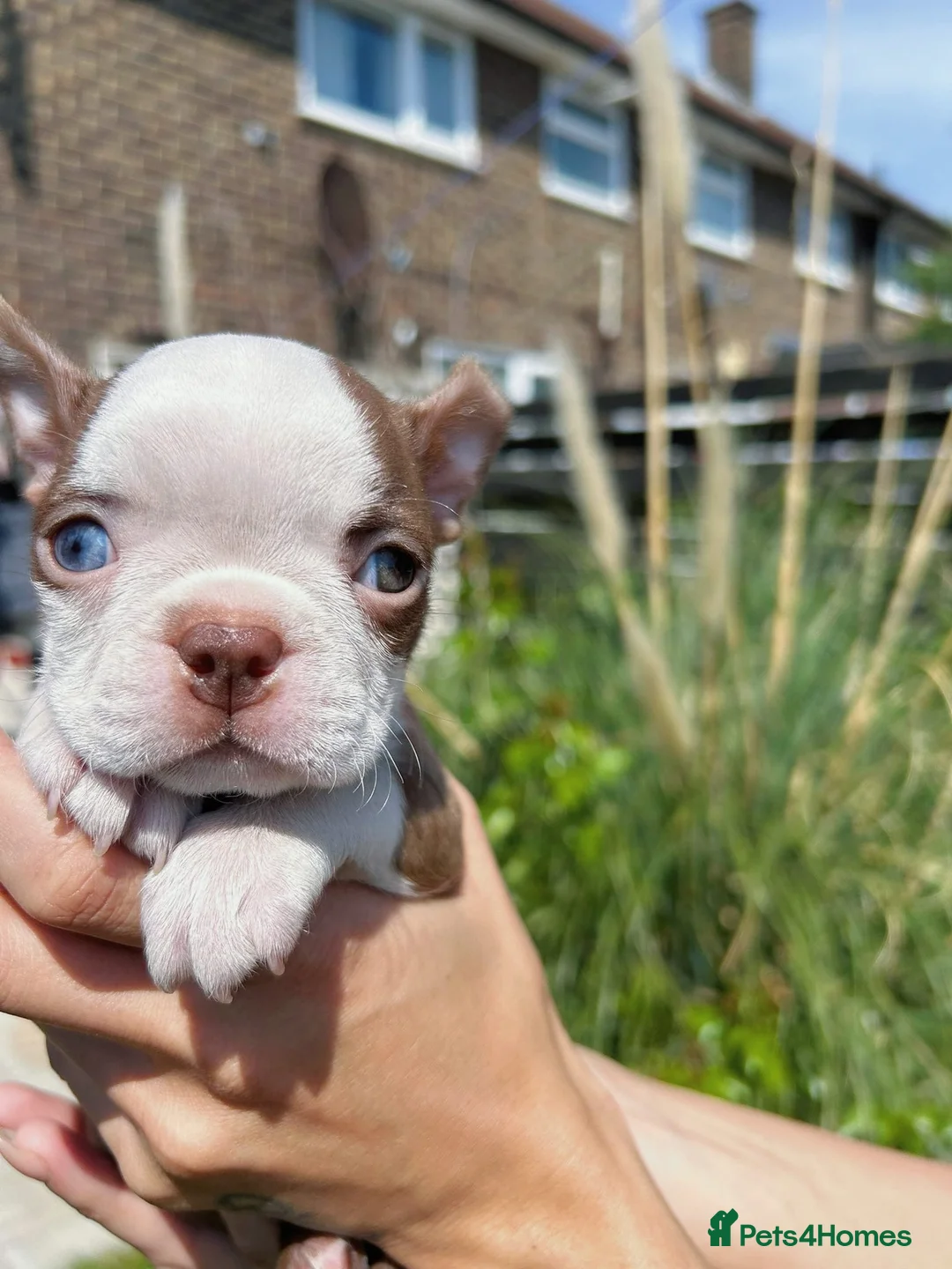 Boston Terrier dogs for sale: 7 KC registered Boston terrier pups  - Advert 2