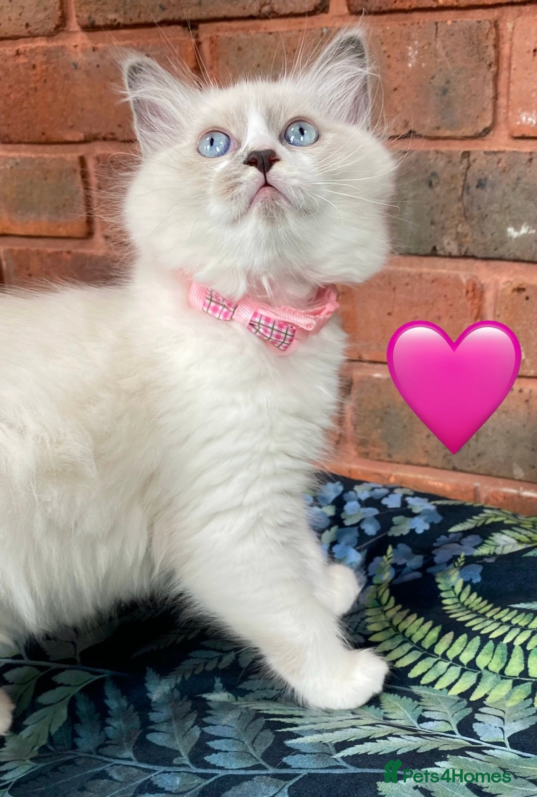 Ragdoll cats for sale: Ragdoll kittens one girl available  - Image 1