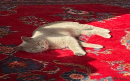 British Shorthair cats for sale: Beautiful lilac British shorthair Male - Image 3