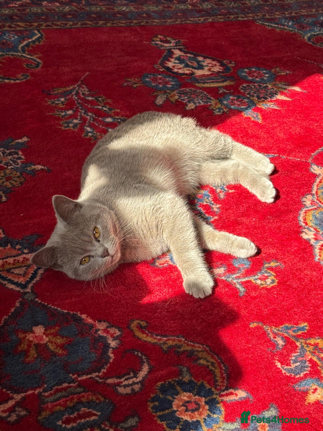 British Shorthair cats for sale: Beautiful lilac British shorthair Male - Image 3